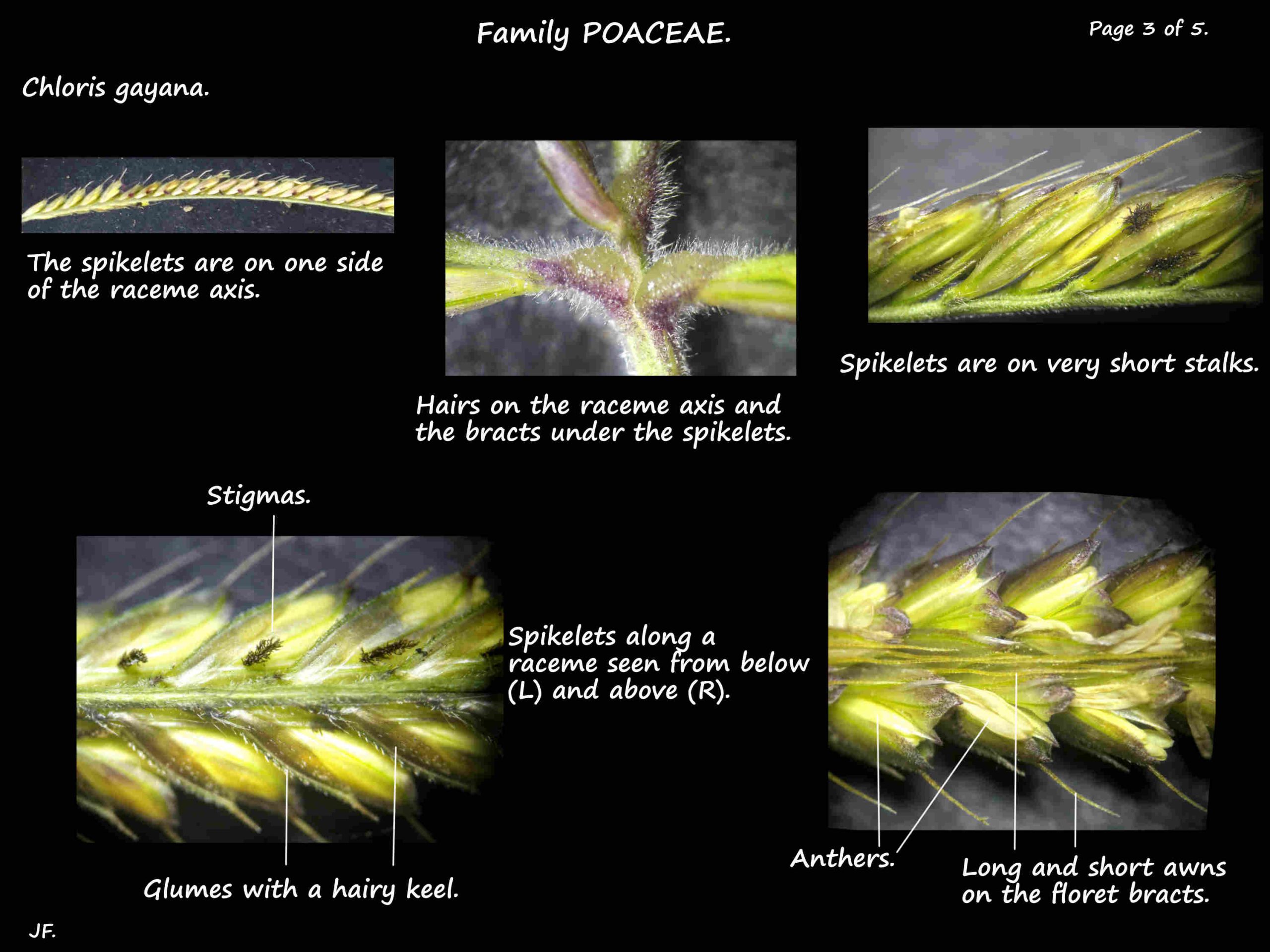 3 Racemes of Chloris gayana